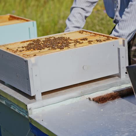 beehives with bees. beekeeper standing near wooden boxes. bees crawling in a small hive. close-up. apiculture concept.