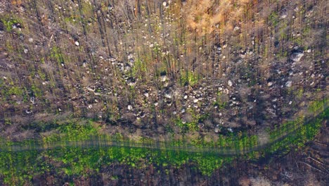 Vista-Superior-Del-Terreno-Forestal-Recuperándose-De-Un-Incendio-Forestal-En-Canadá