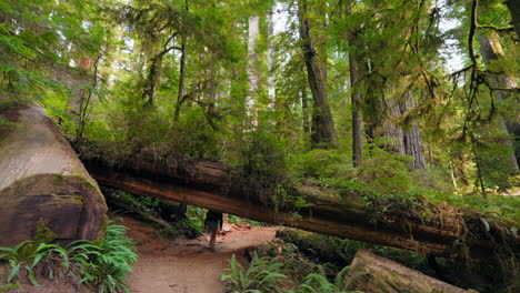 family adventures in the redwoods walking among towering trees