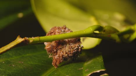 lacewing larve perfectly camouflaged moves around leaves only visible parts being the legs