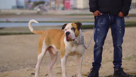 Few-months-old-American-Staffordshire-standing-next-to-his-owner-looking-around-cloudy-settings-slow-motion