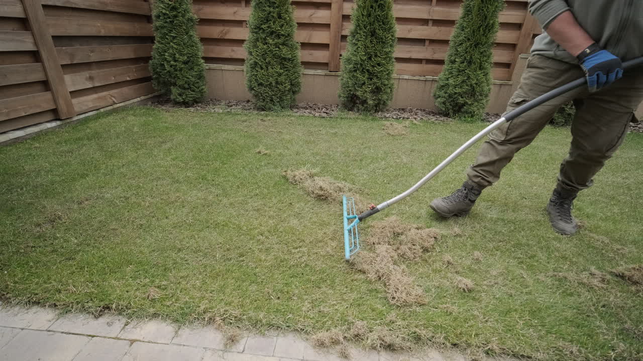 Gardener Raking Dead Grass and Thatch from a Lawn