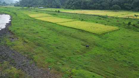 el retiro del dron revela una extensión verde de campos agrícolas y un río con búfalos de agua.