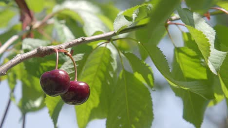 cerca de las cerezas maduras en una rama