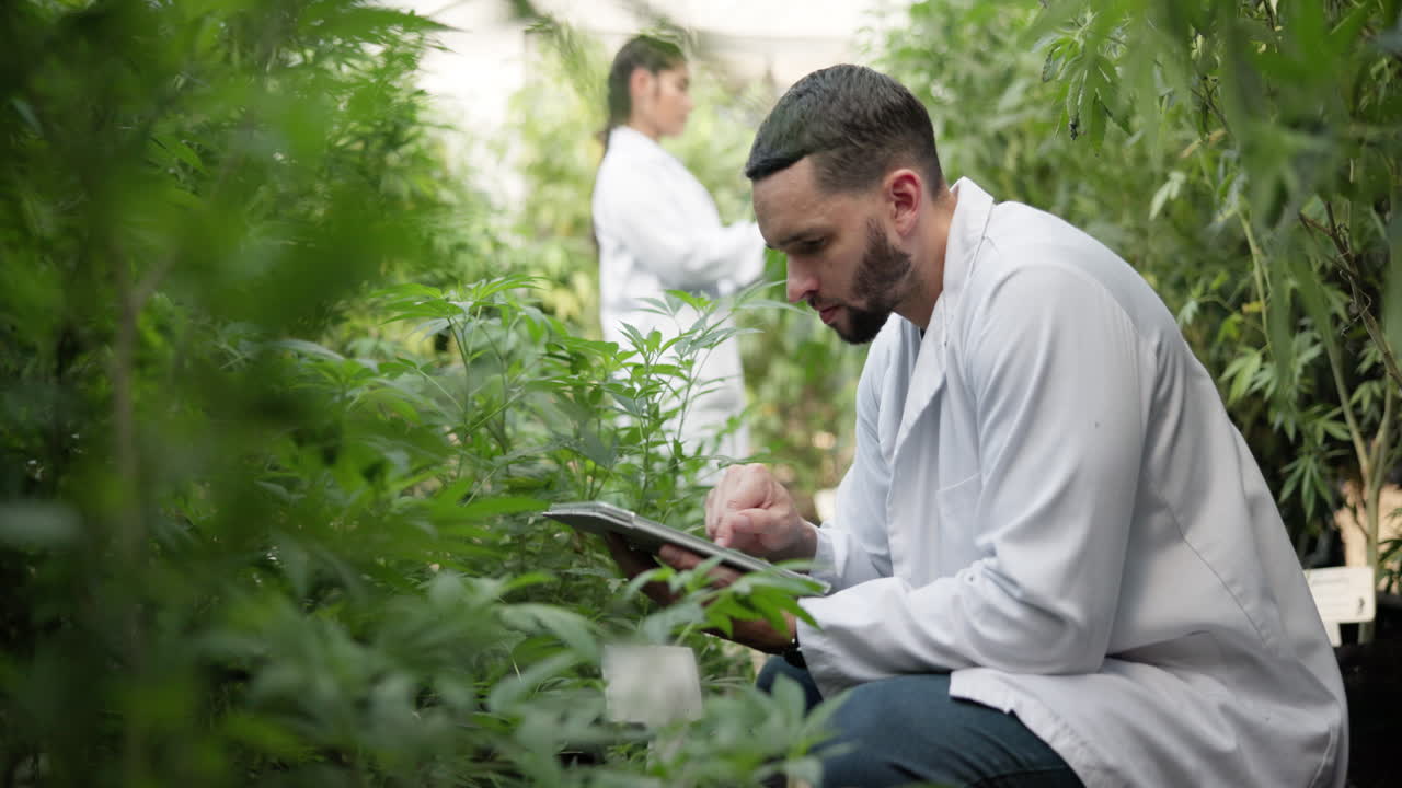 Scienziati che ispezionano piante di cannabis in serra