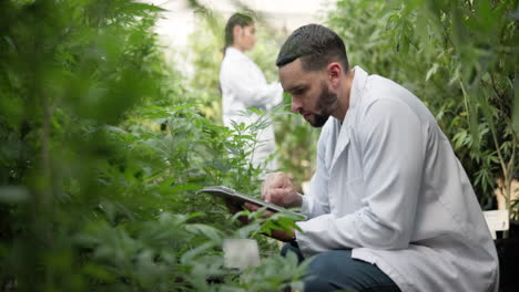 scientists inspecting cannabis plants in greenhouse