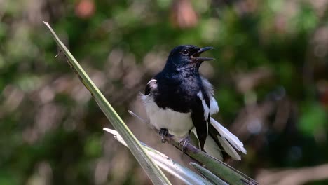 the oriental magpie-robin is a very common passerine bird in thailand in which it can be seen anywhere