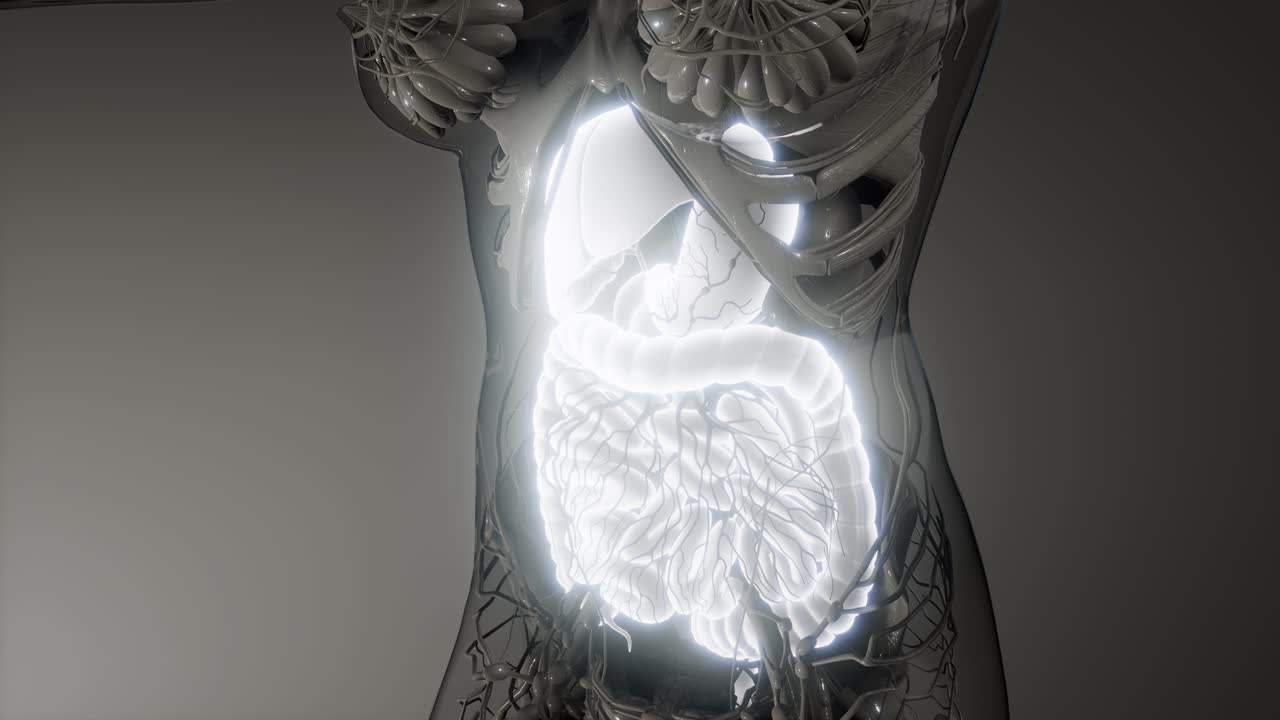 partes y funciones del sistema digestivo humano