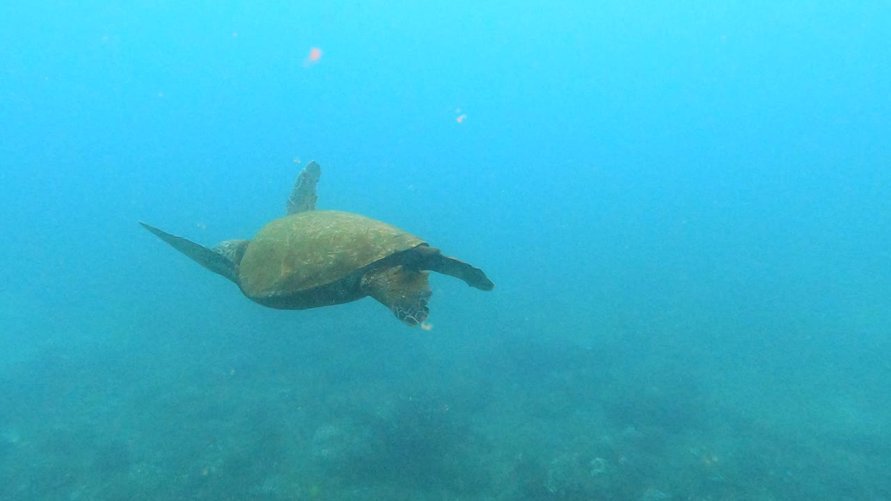 푸른 바다 거북이 가 푸른 바다 에서 조용히 헤엄치고 있다