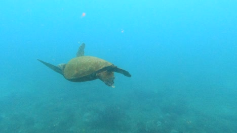 green sea turtle calmly swimming in the turqoise blue ocean
