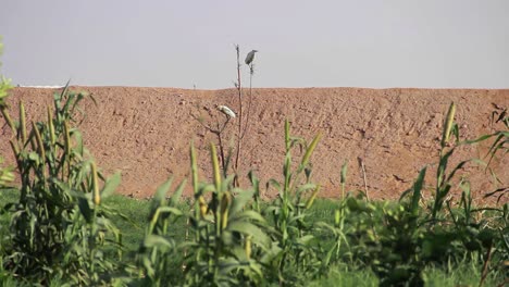 Ein-Maisfeld-Ist-Von-Menschenhand-Mitten-In-Der-Wüste-Angelegt-Und-Vögel-Fliegen-Darum-Herum