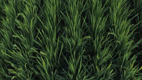 Aerial-view-of-full-lush-rice-field,-top-down-view