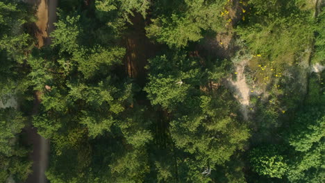 Top-Down-Drone-Shot-of-Green-Trees-with-Path-and-Sandy-Ground