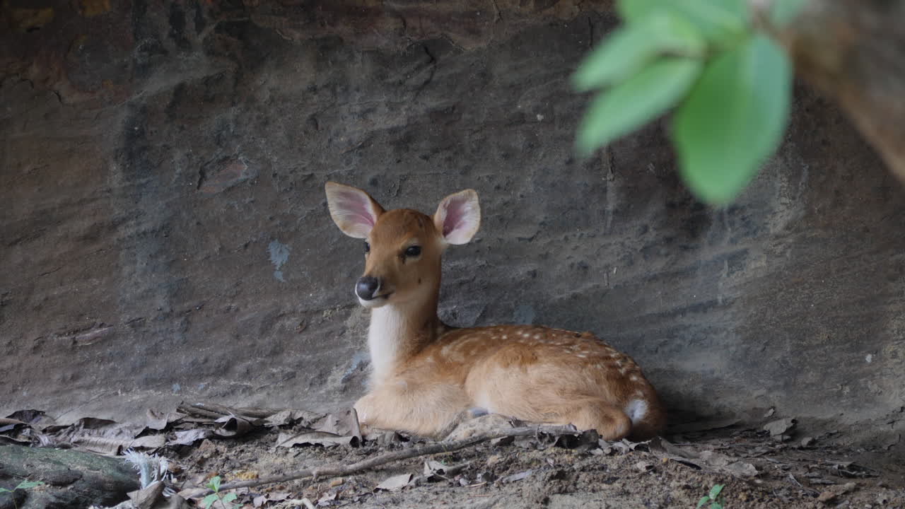 Baby Deer Resting Under a Rock