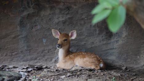 baby deer resting under a rock