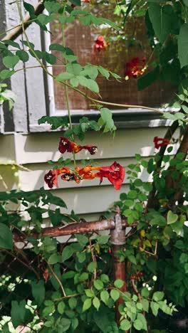 red and orange hanging flowers