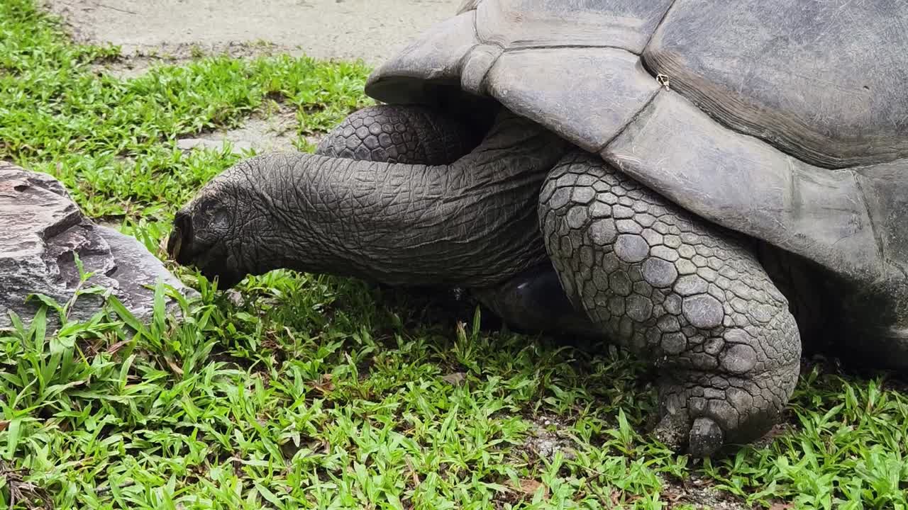 공원에서 거대한 거북이