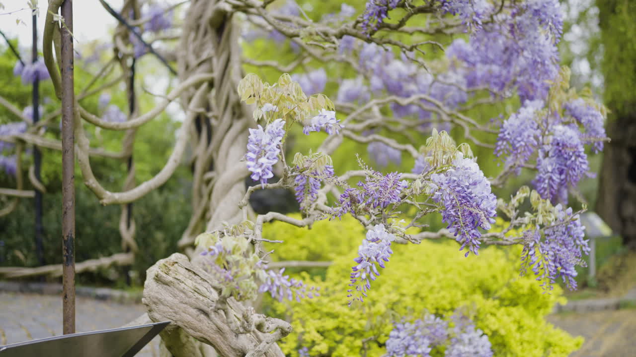Beautiful Wisteria Flowers in a Garden