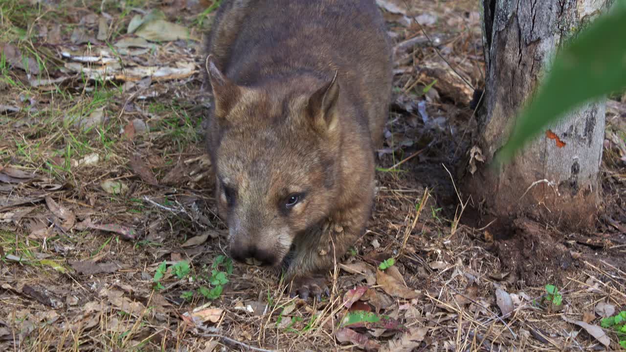 A cute Southern hairy-nosed wombat, a short-legged, muscular quadrupedal marsupial, walking slowly through a bushland, close up shot of native Australian wildlife species