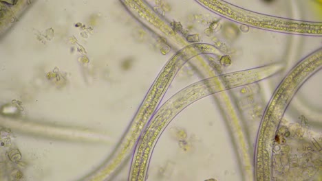 gusanos redondos en movimiento, nematodos, bajo microscopio con un agrandamiento de 400 veces