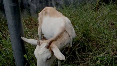 La-Típica-Cabra-De-Granja-Mastica-Su-Comida-De-Hierba-A-La-Hora-Del-Pasto