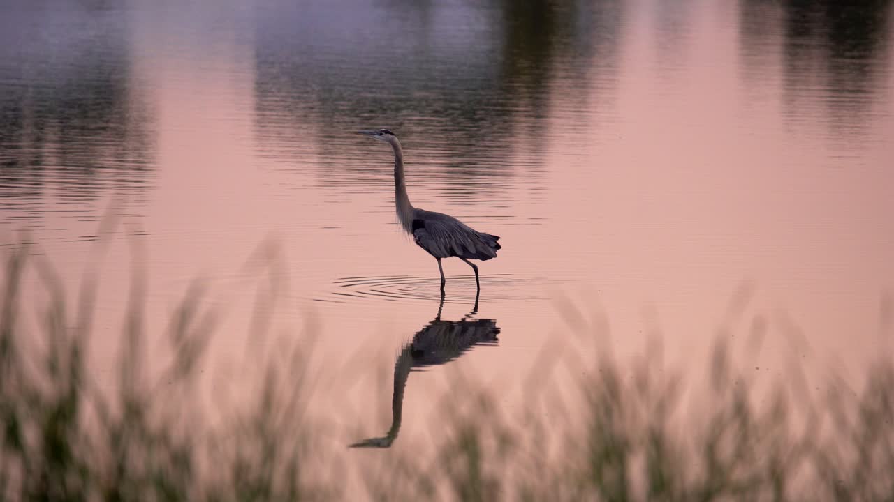 una gran garza azul pescando en un estanque durante la puesta de sol