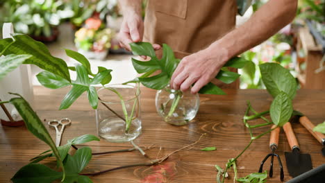 monstera de propagación y otras plantas de interior