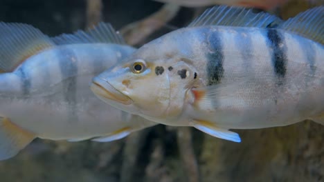 close up shot of silver fish