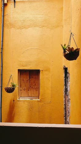 orange wall with hanging plants and wooden shutters