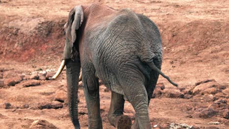 Einsamer-Afrikanischer-Elefant,-Der-In-Der-Savanne-Im-Aberdare-Nationalpark-In-Kenia-Spaziert