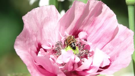 honey bee exploring the inside of an annual double petalled pink poppy.