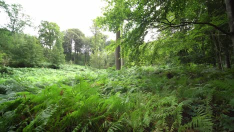 A-forest-clearing-with-lots-of-green-leaves-on-an-overcast-day