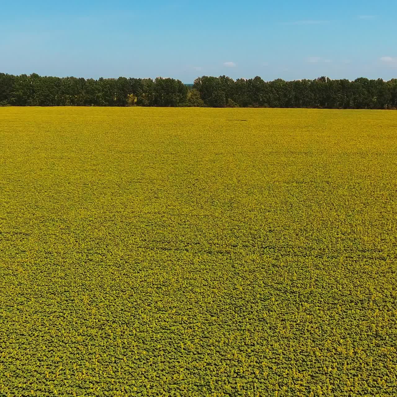 Campo di girasoli gialli in contrasto con il cielo blu. Filmato circolare. Alberi verdi che circondano la piantagione sullo sfondo