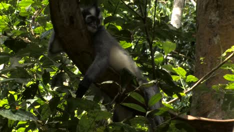 langur de thomas, presbytis thomasi, langur de thomas, hembra con ternero bebé acostado en una liana gruesa y el bebé juega saltando