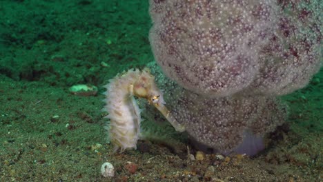 white thorny seahorse feeding beside pink soft coral wide angle shot