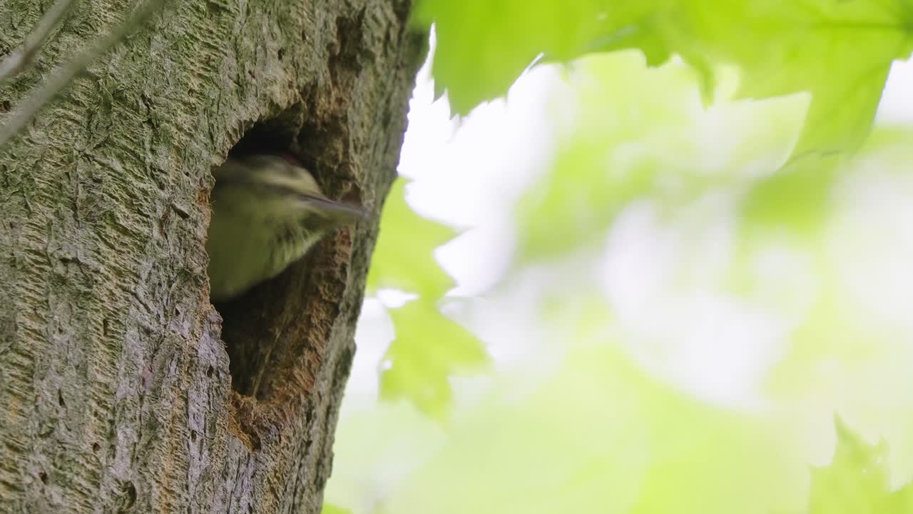 joven pájaro carpintero de manchas rojas asomando la cabeza fuera del hueco del árbol esperando comida