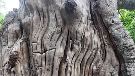 closeup of intricate tree trunk texture