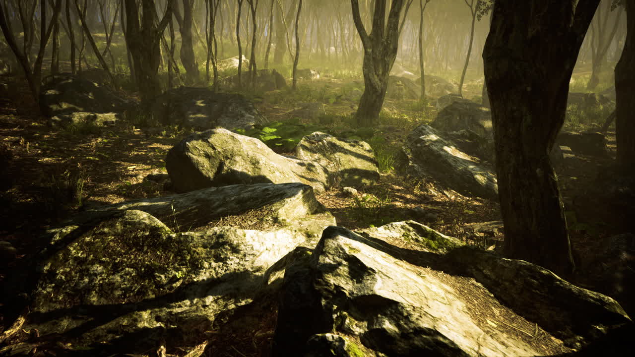 Sunlight filters through trees illuminating rocky forest landscape at dawn