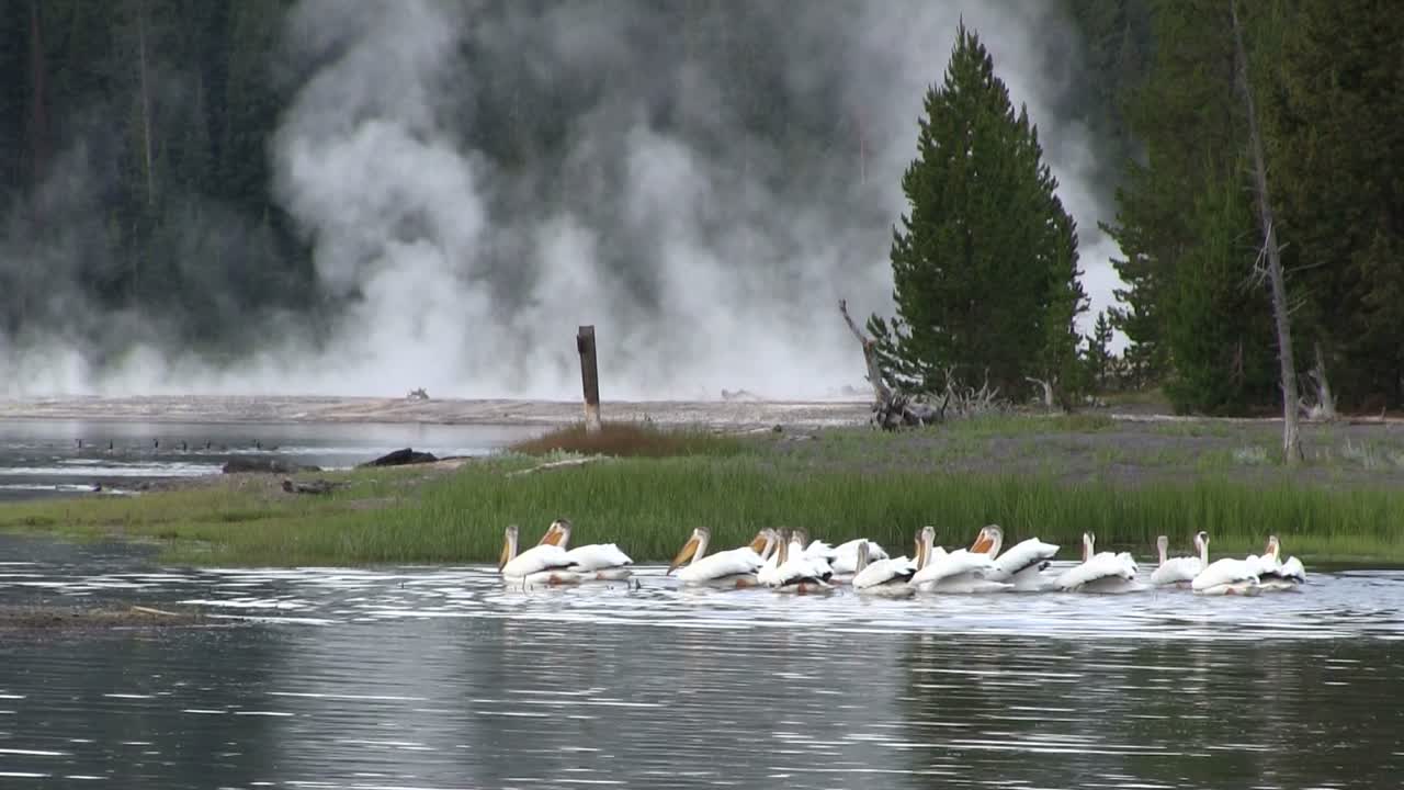해안을 따라 도요새가 쪼아먹는다 1
