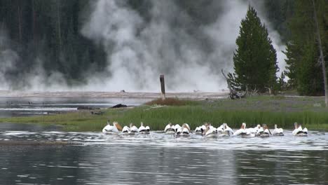 Strandläufer-Vögel-Picken-Am-Ufer-Entlang-1