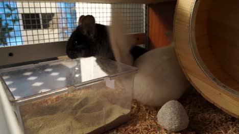 closeup of two black and white chinchillas in a cage