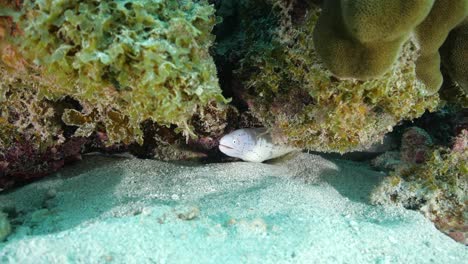 cute but dangerous geometric moray eel opening and closing its mouth to breathe while hiding under a rock