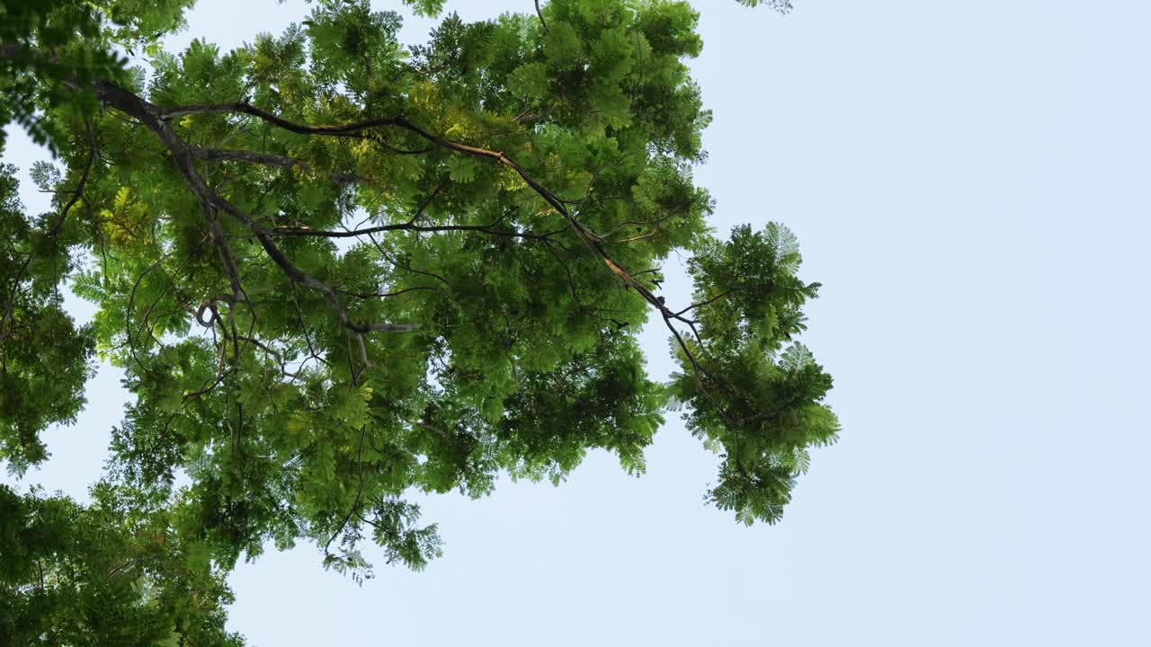 Captivating view of a lush green tree canopy against a clear sky showcasing nature's vibrant beauty