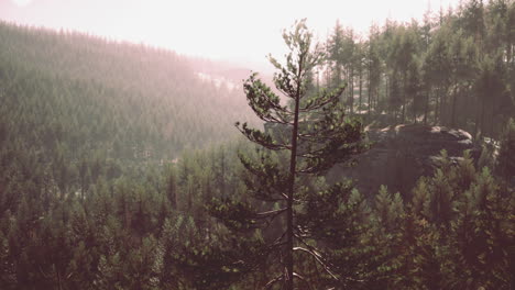 Schöner-Abgelegener-Immergrüner-Wald-In-Den-Bergen