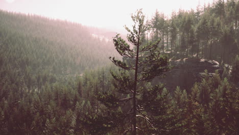 beautiful remote evergreen forest in mountain