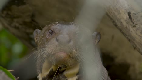 Nutria-De-Río-Gigante-Primer-Plano-De-Su-Cara-Y-Mostrando-Sus-Huellas-En-El-Cuello