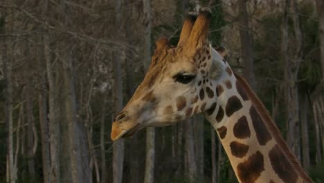 Giraffe-Zu-Fuß-Mit-Schönem-Hintergrund-Zur-Goldenen-Stunde-Super-Slowmo