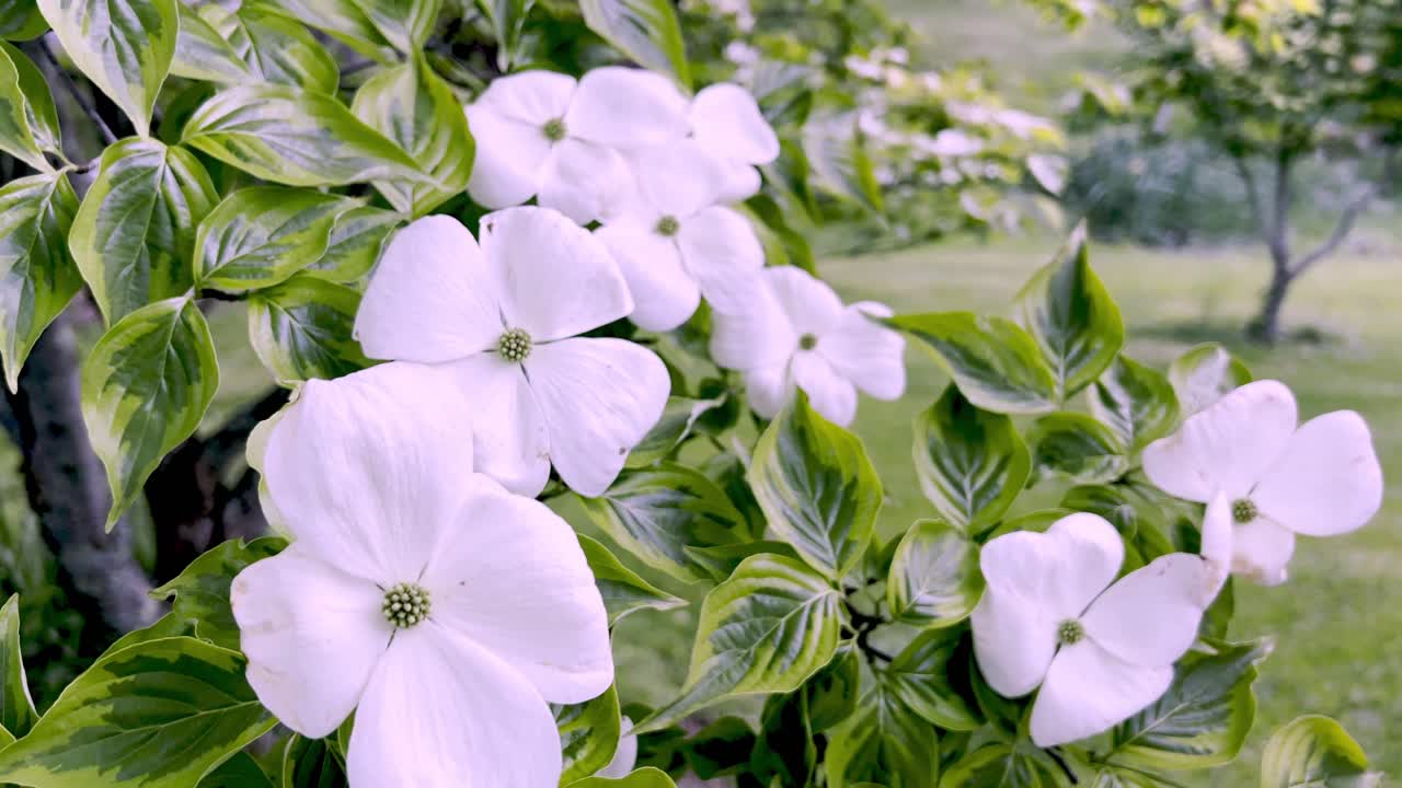 코누스 쿠사 (cornus kousa), 북캐롤라이나 주 부온 근처에서 꽃을 피우고 있는 쿠사 도그우드