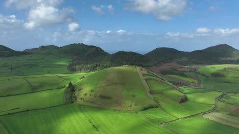 dreamy pastures for grazing cattle on sao miguel island