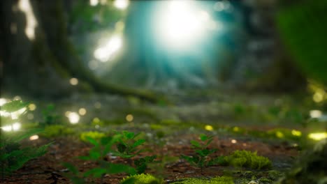 sunlight rays pour through leaves in a rainforest